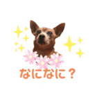 ミニピンとメインクーン①（個別スタンプ：34）