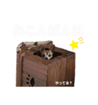 ミニピンとメインクーン①（個別スタンプ：35）