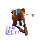ミニピンとメインクーン①（個別スタンプ：38）