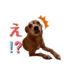 ミニピンとメインクーン①（個別スタンプ：40）