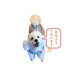 トイプードルのぷーちゃんだよ♪（個別スタンプ：1）