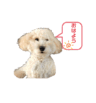 トイプードルのぷーちゃんだよ♪（個別スタンプ：2）