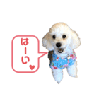 トイプードルのぷーちゃんだよ♪（個別スタンプ：5）