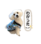 トイプードルのぷーちゃんだよ♪（個別スタンプ：6）