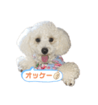 トイプードルのぷーちゃんだよ♪（個別スタンプ：7）