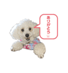 トイプードルのぷーちゃんだよ♪（個別スタンプ：8）