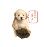 トイプードルのぷーちゃんだよ♪（個別スタンプ：10）