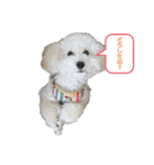 トイプードルのぷーちゃんだよ♪（個別スタンプ：11）