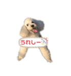 トイプードルのぷーちゃんだよ♪（個別スタンプ：14）