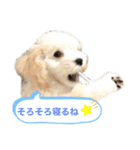 トイプードルのぷーちゃんだよ♪（個別スタンプ：23）