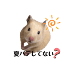 キンクマもなか夏のご挨拶（個別スタンプ：2）