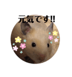 キンクマもなか夏のご挨拶（個別スタンプ：5）