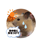 キンクマもなか夏のご挨拶（個別スタンプ：6）
