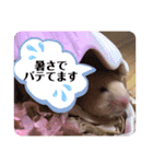 キンクマもなか夏のご挨拶（個別スタンプ：7）