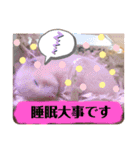 キンクマもなか夏のご挨拶（個別スタンプ：8）