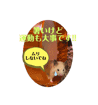 キンクマもなか夏のご挨拶（個別スタンプ：11）