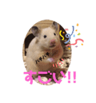 キンクマもなか夏のご挨拶（個別スタンプ：12）