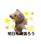 キンクマもなか夏のご挨拶（個別スタンプ：13）