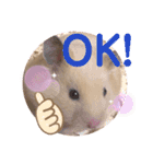 キンクマもなか夏のご挨拶（個別スタンプ：15）