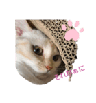 せんちゃんと申します（個別スタンプ：2）