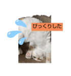 せんちゃんと申します（個別スタンプ：3）