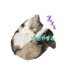 せんちゃんと申します（個別スタンプ：6）