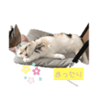 せんちゃんと申します（個別スタンプ：7）