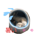 せんちゃんと申します（個別スタンプ：8）
