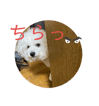 我が家のハク4（個別スタンプ：2）