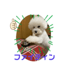 我が家のハク4（個別スタンプ：3）