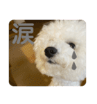 我が家のハク4（個別スタンプ：4）