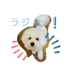我が家のハク4（個別スタンプ：5）