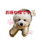 我が家のハク4（個別スタンプ：7）