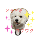 我が家のハク4（個別スタンプ：9）