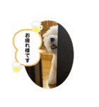 我が家のハク4（個別スタンプ：12）
