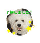 我が家のハク4（個別スタンプ：14）