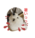 我が家のハク4（個別スタンプ：15）