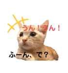 ウチの飼い猫スタンプ（個別スタンプ：1）