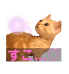 ウチの飼い猫スタンプ（個別スタンプ：2）