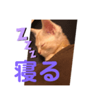 ウチの飼い猫スタンプ（個別スタンプ：3）