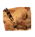 ウチの飼い猫スタンプ（個別スタンプ：7）