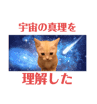 ウチの飼い猫スタンプ（個別スタンプ：8）
