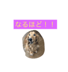 マックスオリジナルスタンプです！（個別スタンプ：8）