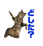 つきみとこじろう。（個別スタンプ：5）