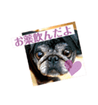 ライト動物病院の皆様のスタンプ（個別スタンプ：11）