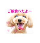 ライト動物病院の皆様のスタンプ（個別スタンプ：14）