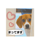 ライト動物病院の皆様のスタンプ（個別スタンプ：18）
