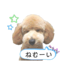 ライト動物病院の皆様のスタンプ（個別スタンプ：22）