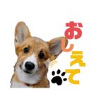 ライト動物病院の皆様のスタンプ（個別スタンプ：32）