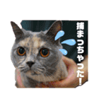 ライト動物病院の皆様のスタンプ（個別スタンプ：34）